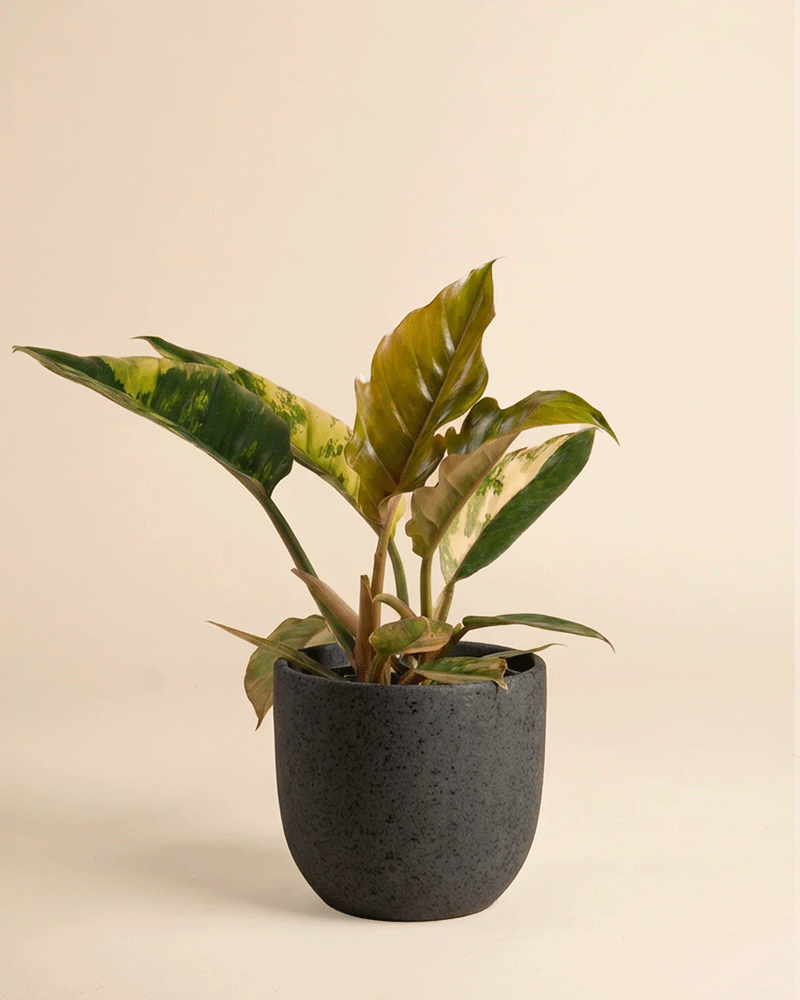 feey-philodendron-caramel-marble-rarit-t-zimmerpflanze image 6