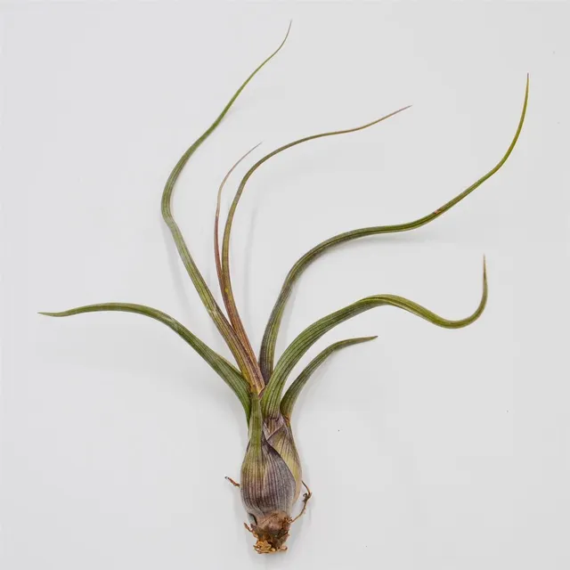 pasiora-tillandsia-baileyi-luftpflanze-tillandsie image 1