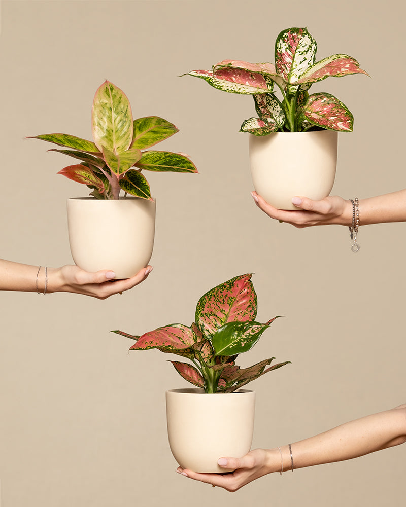 feey-buntes-aglaonema-trio-3x-zimmerpflanze image 1