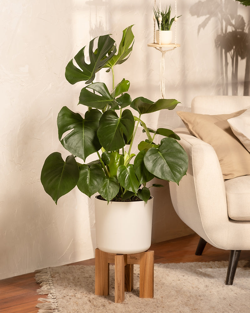 feey-gro-e-monstera-deliciosa-fensterblatt-zimmerpflanze image 4