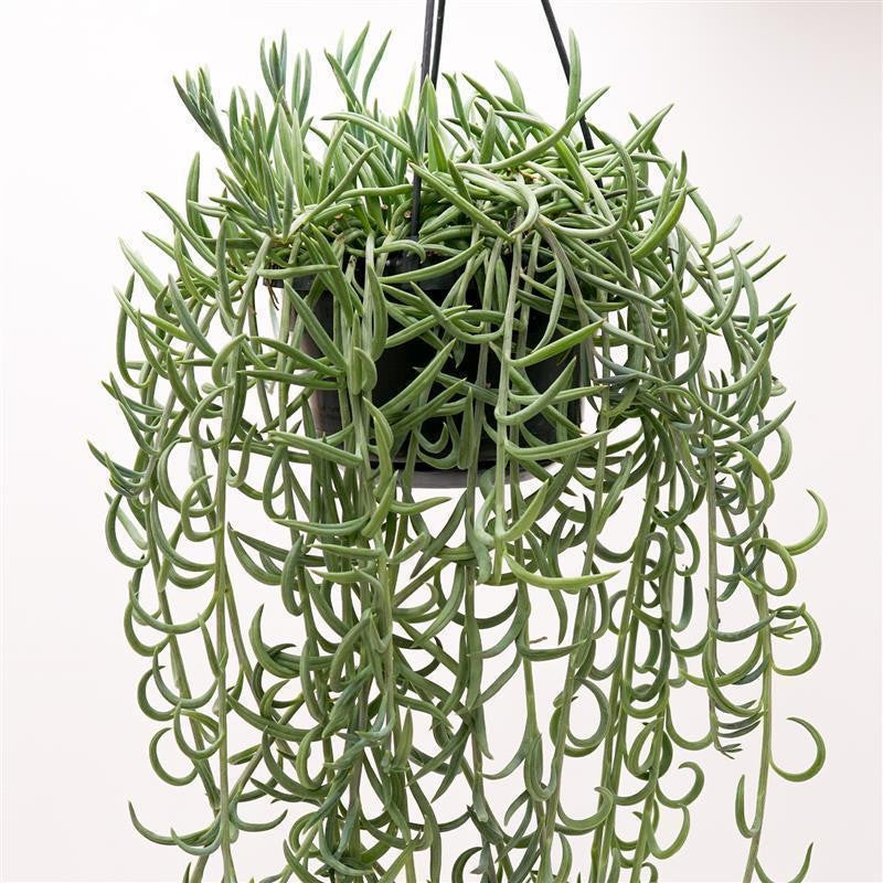 pasiora-senecio-radicans-string-of-bananas-ampel-im-14cm-topf-50-60cm image 1