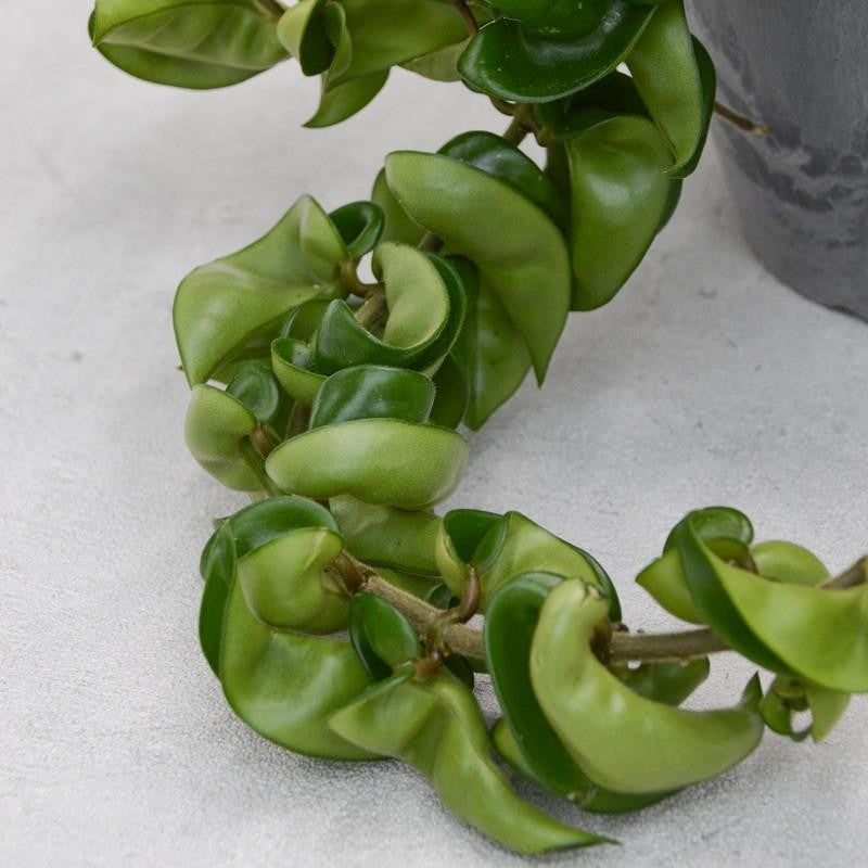 pasiora-hoya-compacta-porzellanblume-im-h-ngetopf-beton-optik-15cm image 2