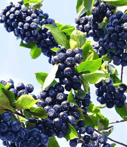 baldur-garten-vitaminbeere-apfelbeere-aronia-obstpflanze-im-2-liter-topf image 6