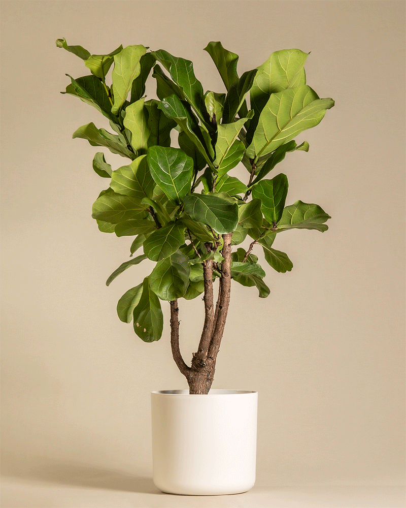 feey-geigenfeige-xl-ficus-lyrata-zimmerpflanze image 5