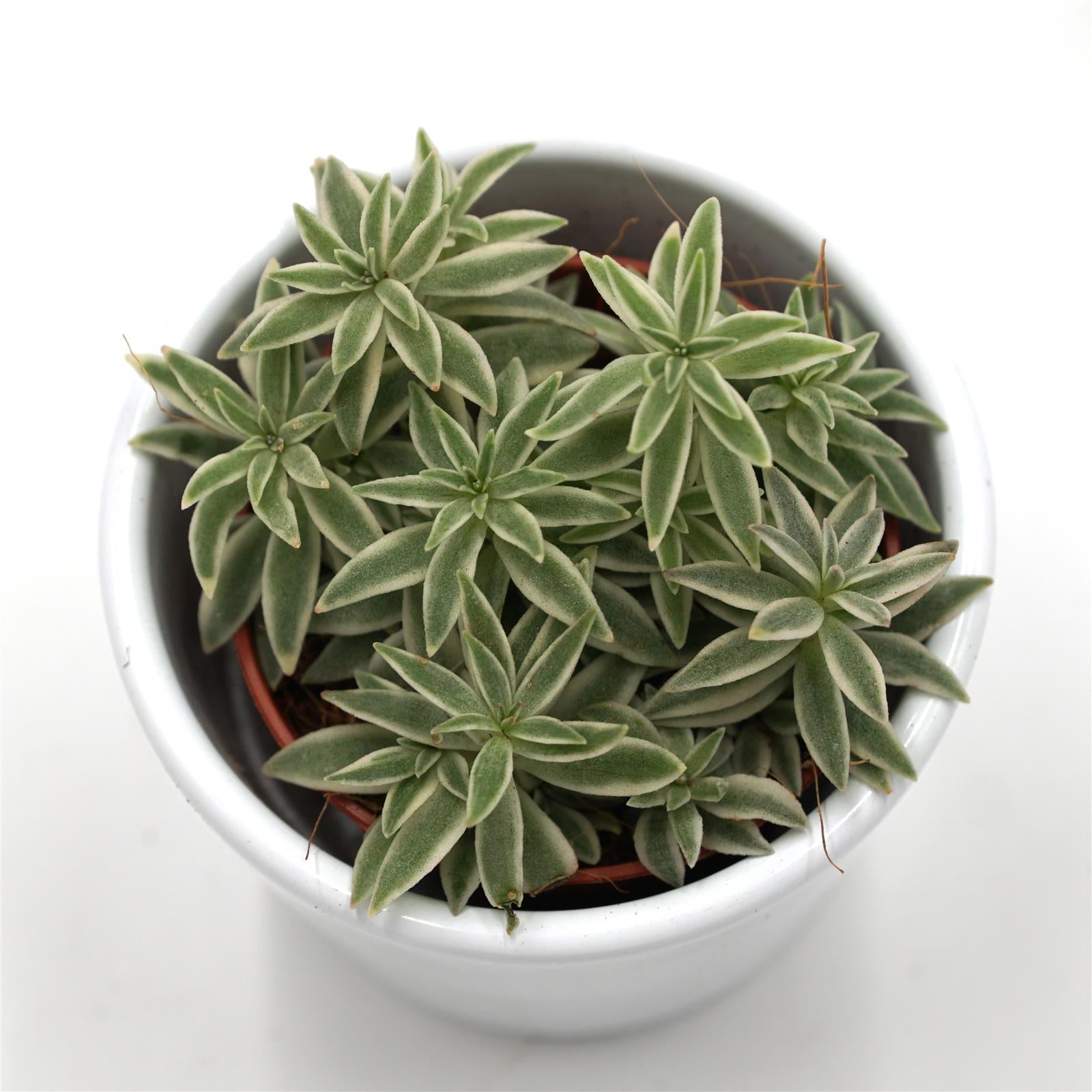 pasiora-peperomia-sprinkle-sukkulente-im-5-5cm-topf image 2