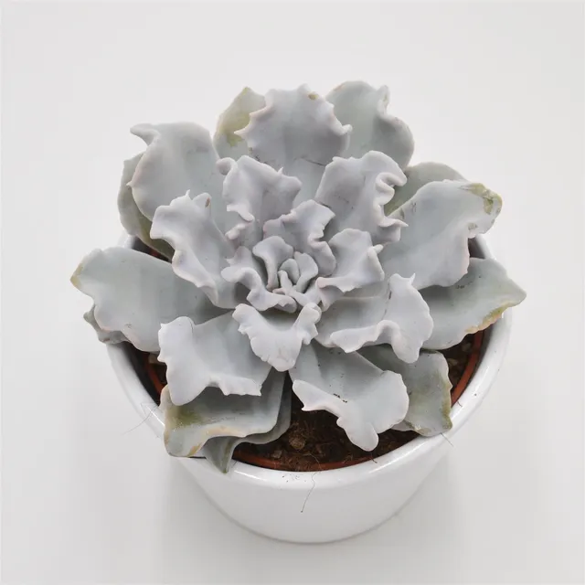 pasiora-echeveria-crispate-beauty-sukkulente-10-5cm-topf image 1