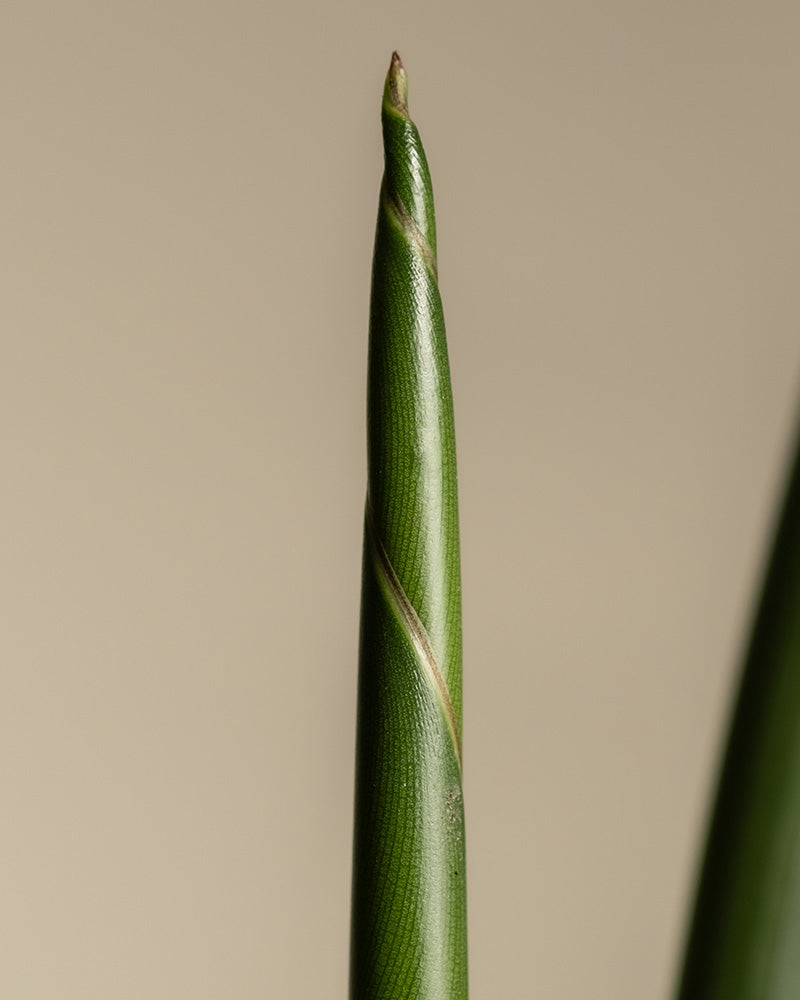 feey-gro-e-strelitzie-strelitzia-nicolai-zimmerpflanze image 7