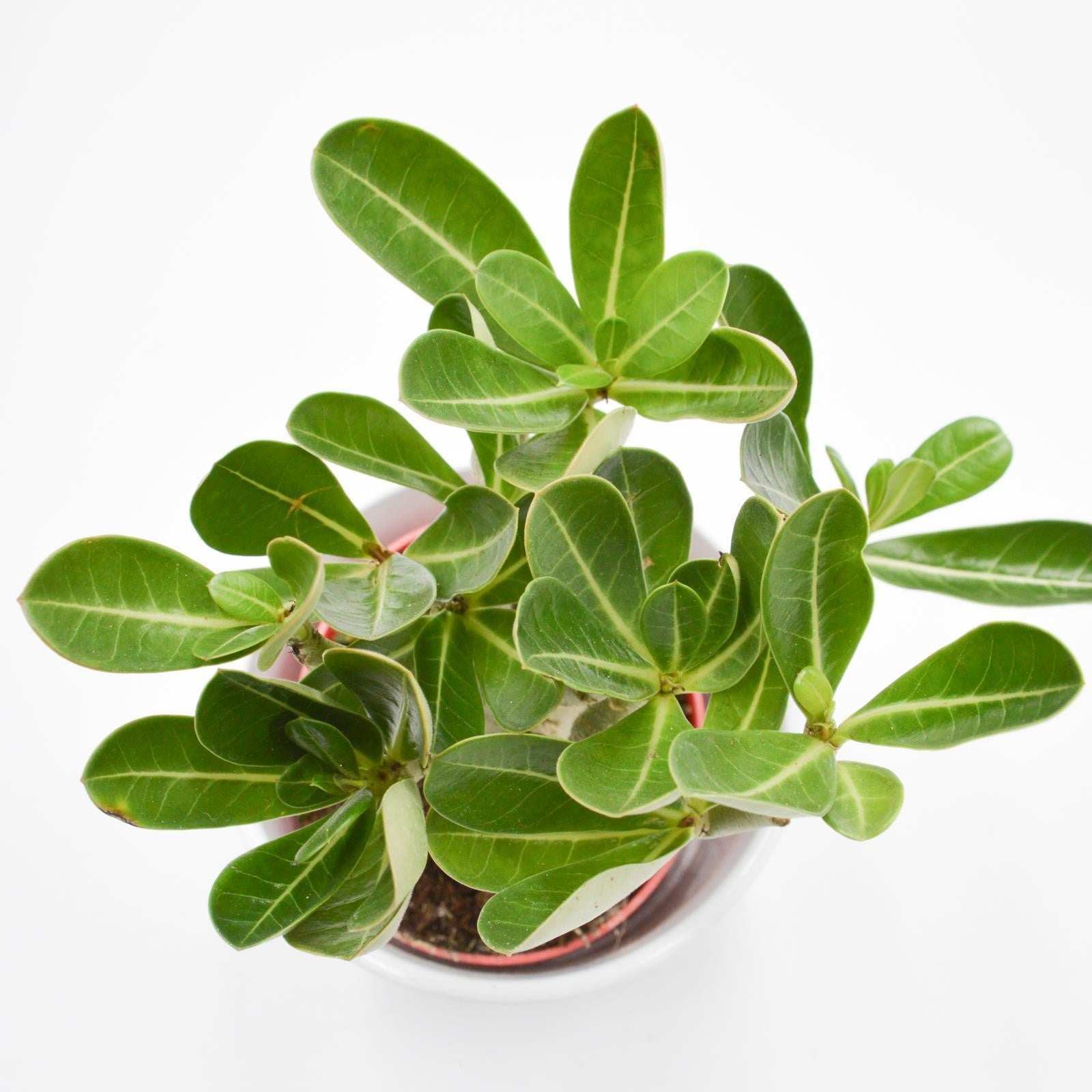 pasiora-adenium-obesum-anouk-w-stenrose-12cm-topf image 4