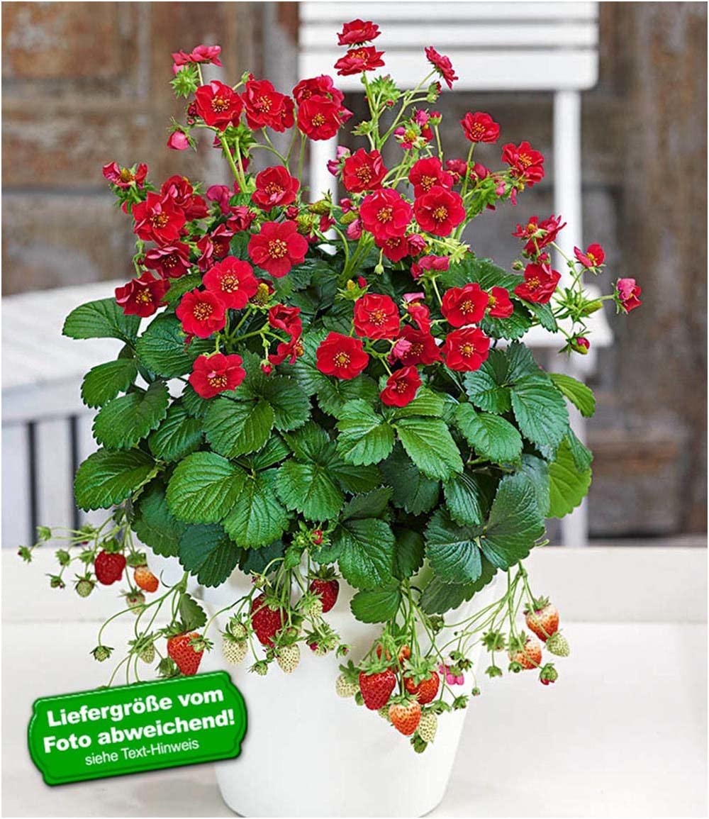 baldur-garten-erdbeere-summer-breeze-rose-3x-pflanzen-im-10-5-cm-topf image 2