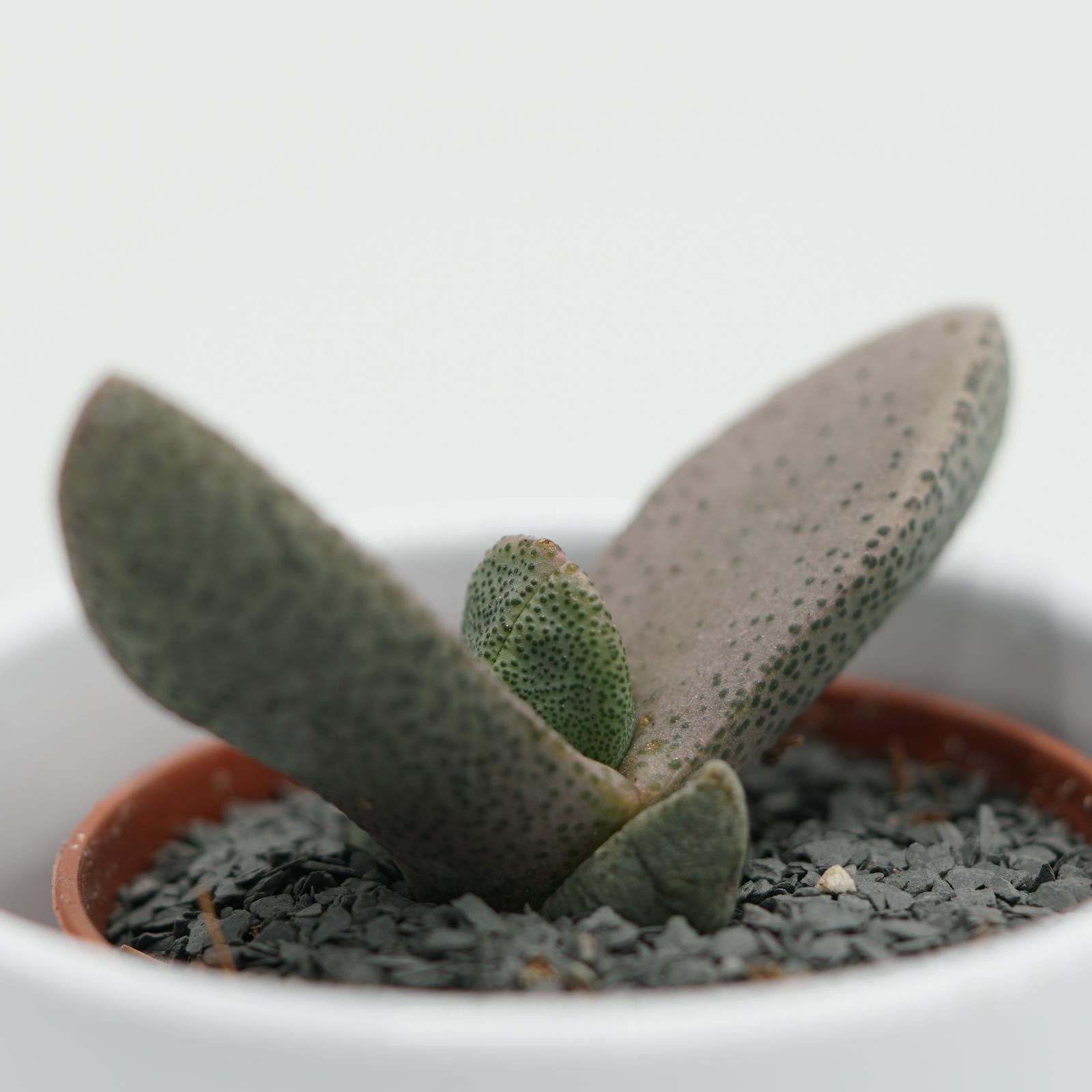 pasiora-pleiospilos-bolussi-sukkulente-5-5-cm-topf image 1