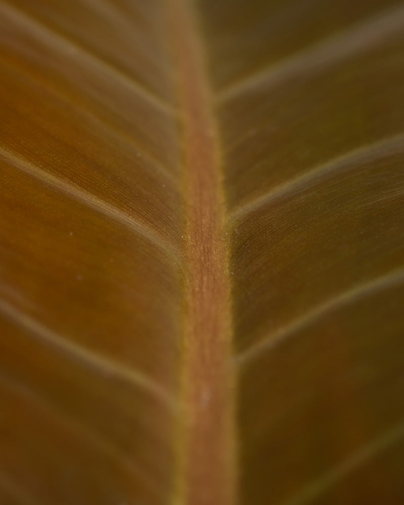 feey-philodendron-imperial-red-zimmerpflanze image 8