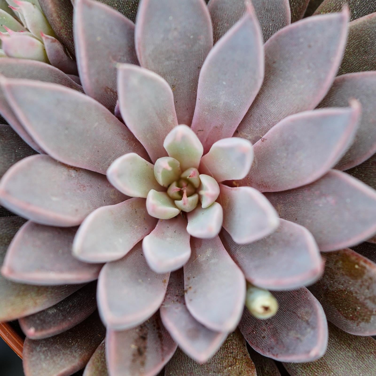 pasiora-graptopetalum-rusbyi-6cm-sukkulente image 4