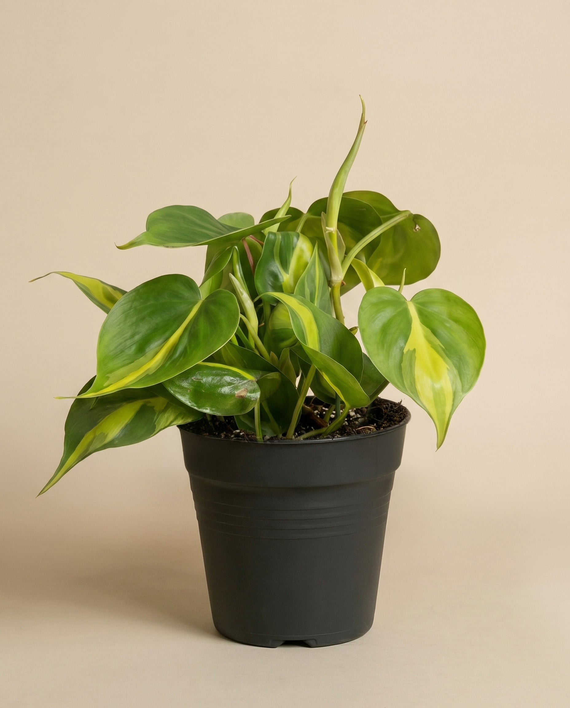 feey-philodendron-scandens-brasil-h-ngepflanze-baumfreund image 3