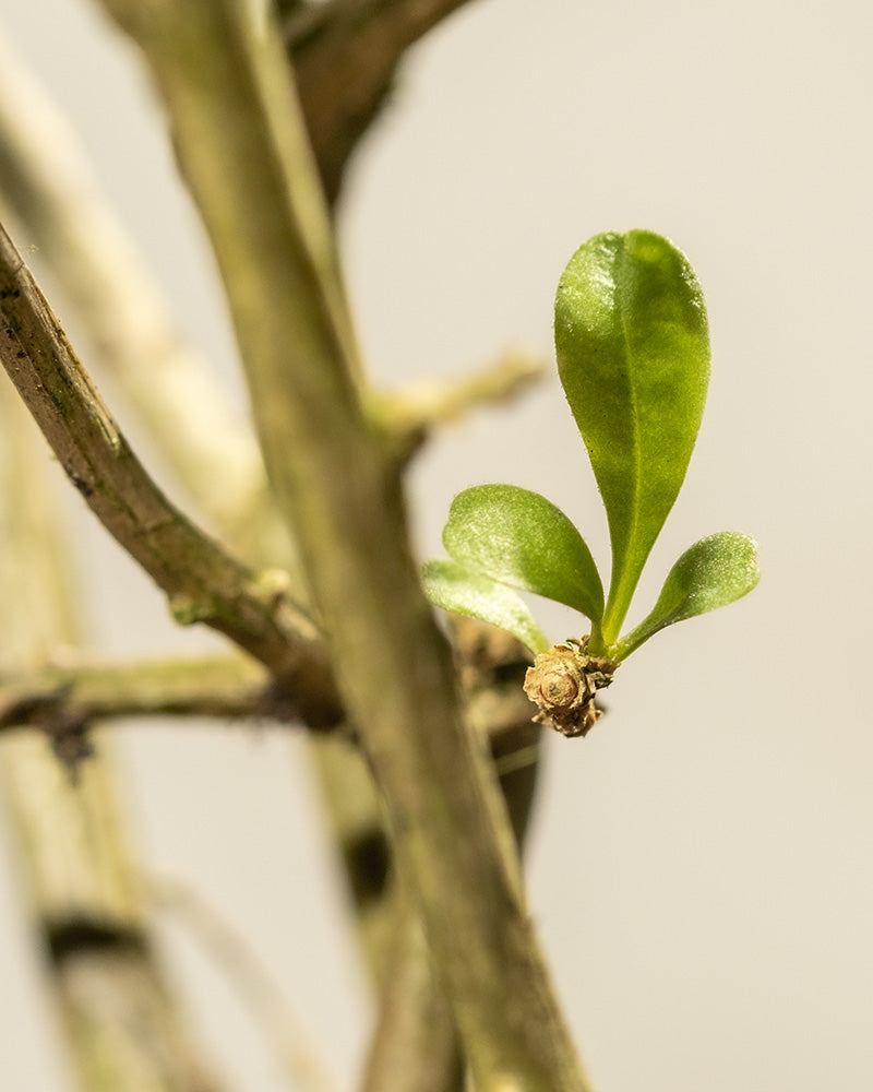 feey-goji-beere-lycium-barbarum-au-enstrauch image 7