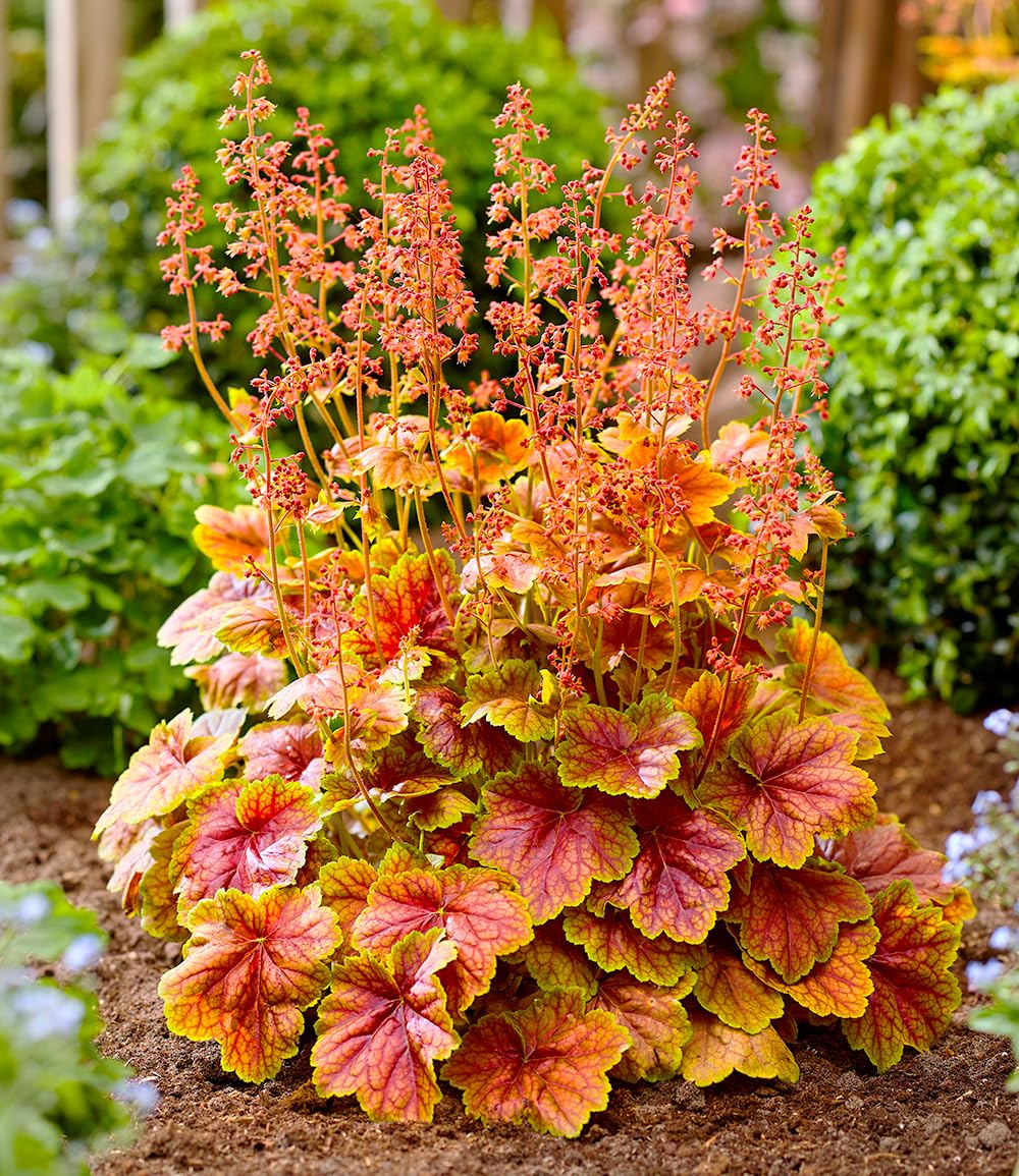 baldur-garten-heuchera-eternal-flame-im-9x9-cm-topf image 3