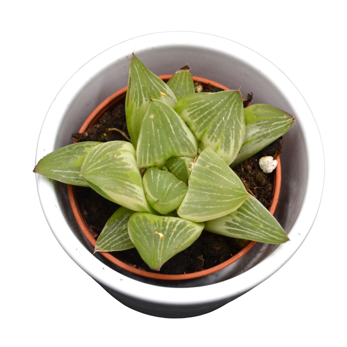 pasiora-haworthia-retusa-white-ghost-sukkulente-5-5cm image 6