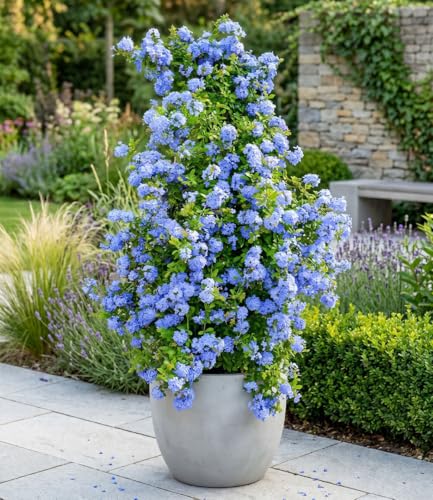 baldur-garten-zierstrauch-plumbago-2x-im-9x9-cm-topf image 3