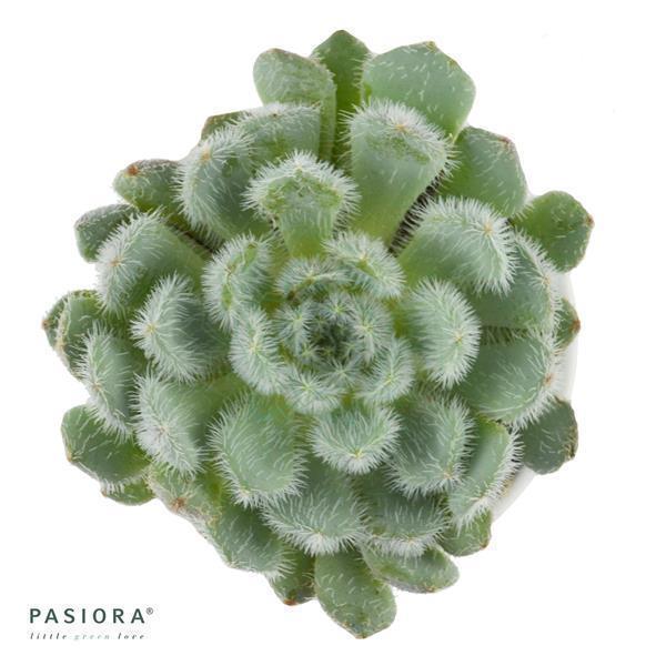 pasiora-echeveria-setosa-var-deminuta-sukkulente-5-5cm-topf image 1