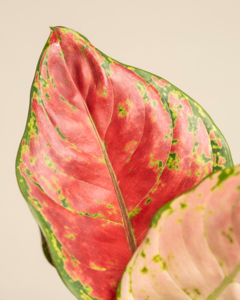 feey-aglaonema-cayenne-red-zimmerpflanze image 2