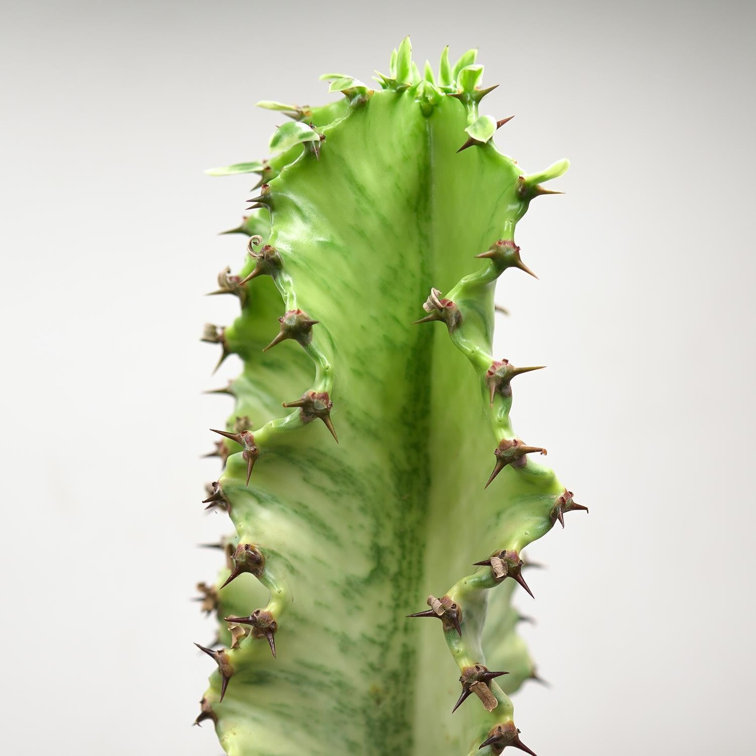 pasiora-euphorbia-ingens-marmorata-sukkulente-17cm image 2