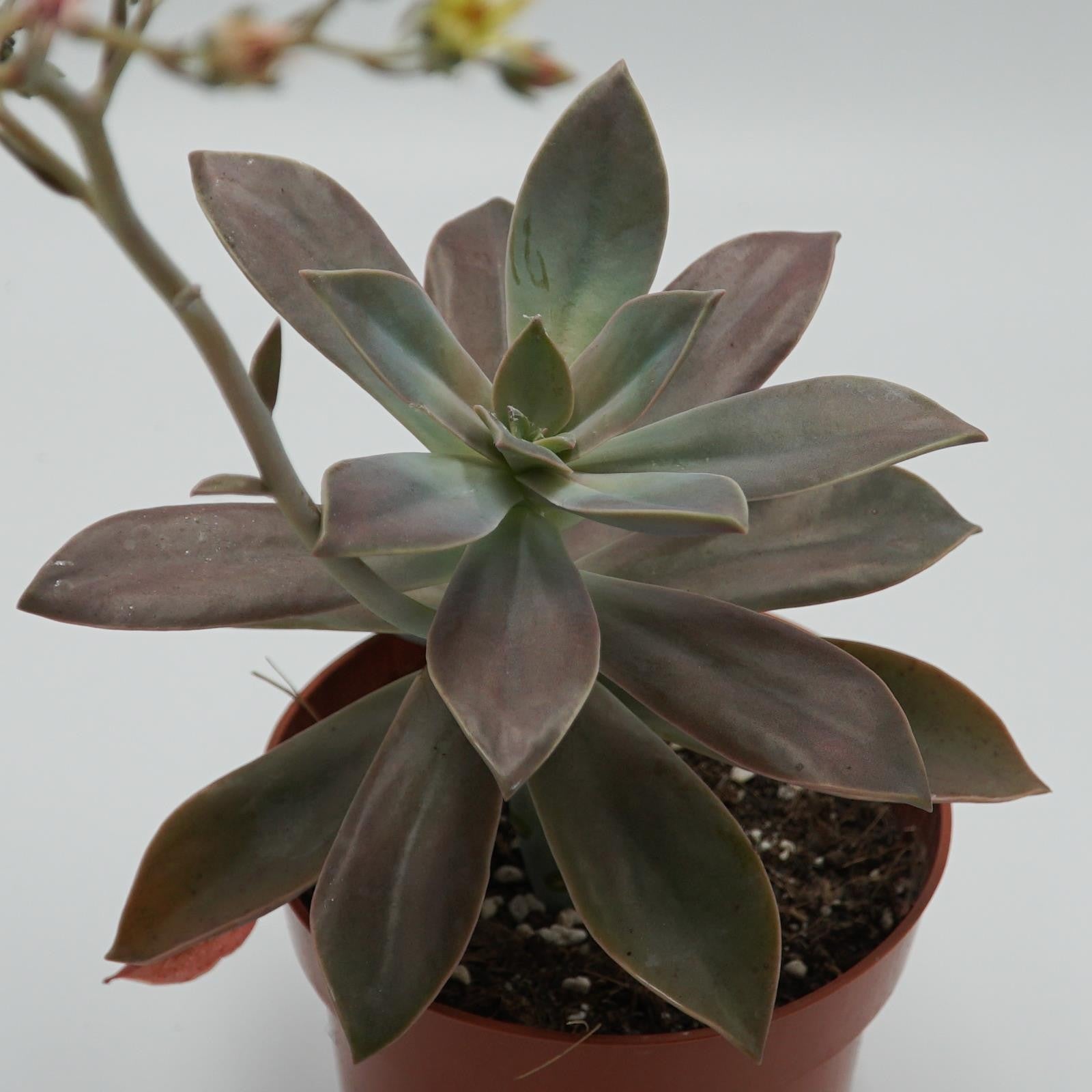 pasiora-x-graptoveria-fred-ives-sukkulente-14cm-topf image 3