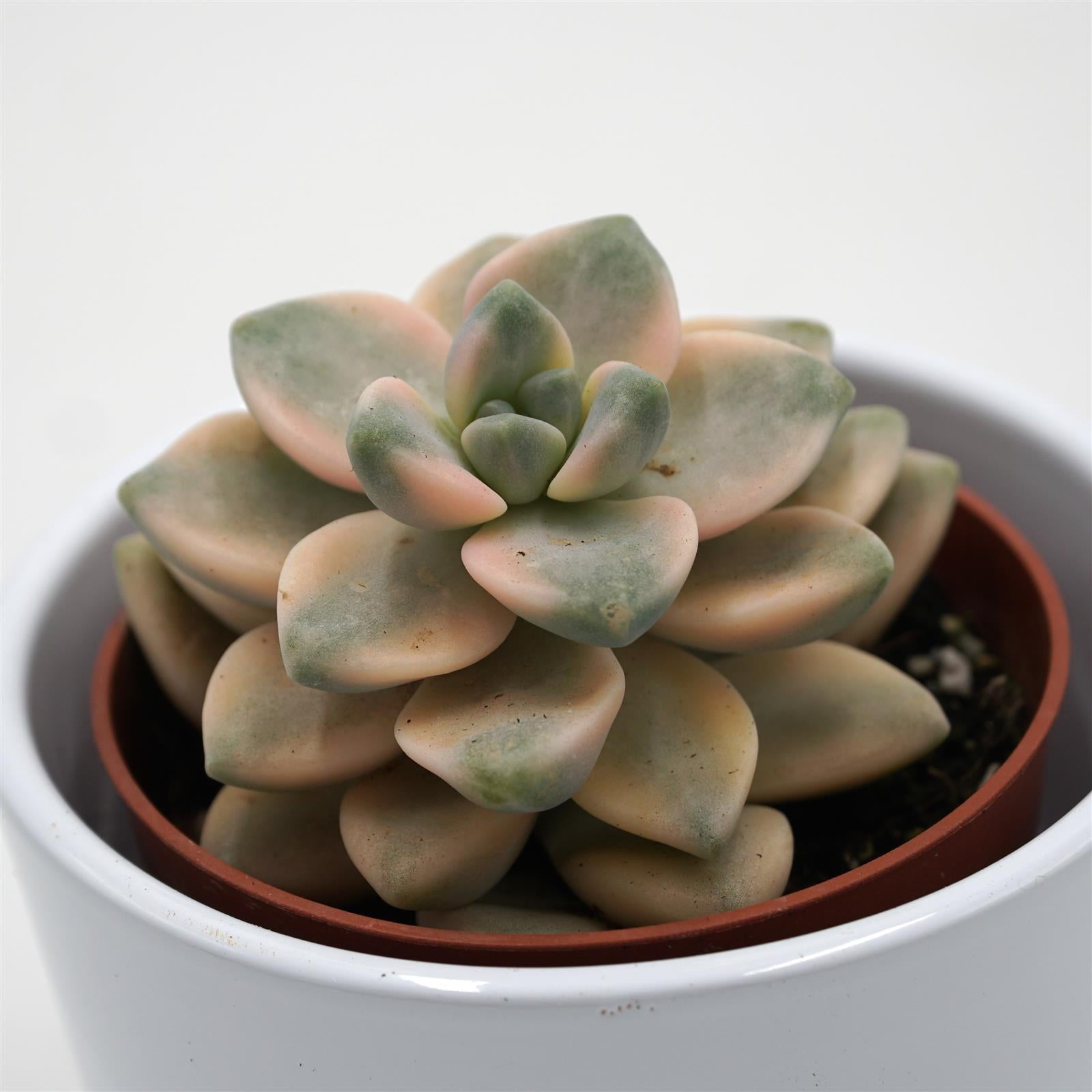 pasiora-x-graptoveria-titubans-f-variegata-sukkulente-8-5cm-topf image 2