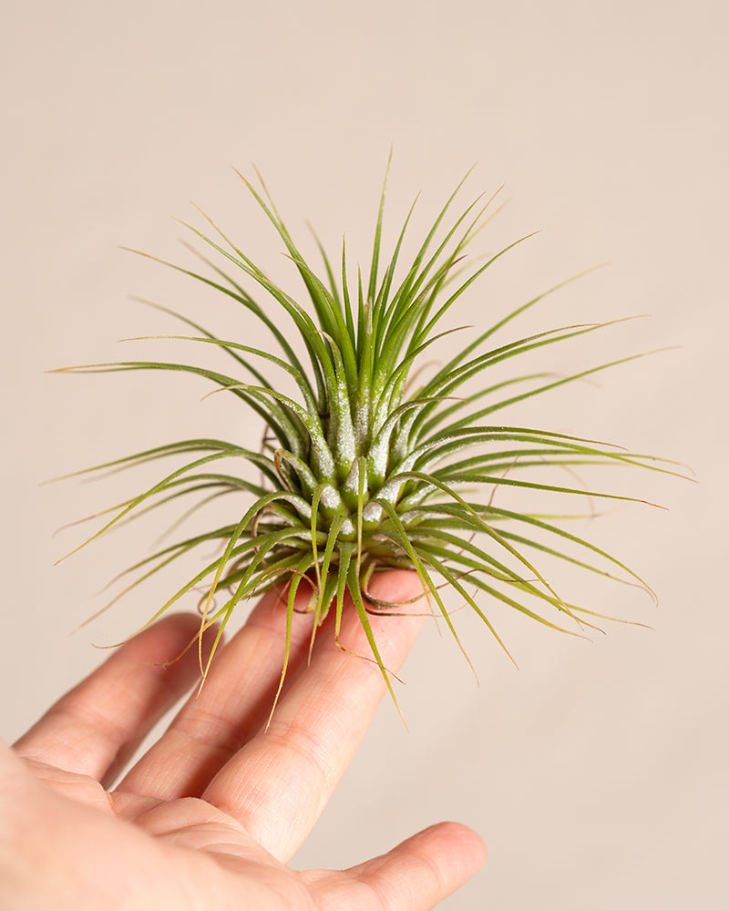 feey-luftpflanzen-tillandsia-ionantha-rubra-5er-set-klein image 3