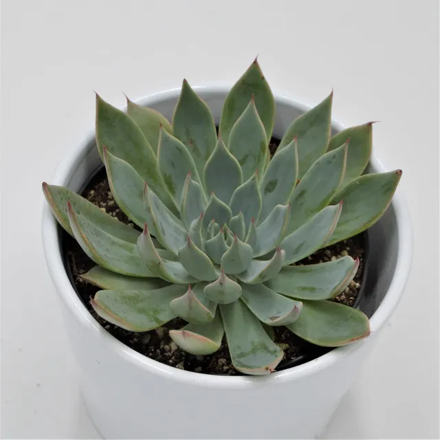 pasiora-echeveria-subalpina-sukkulente-10-5-cm image 1