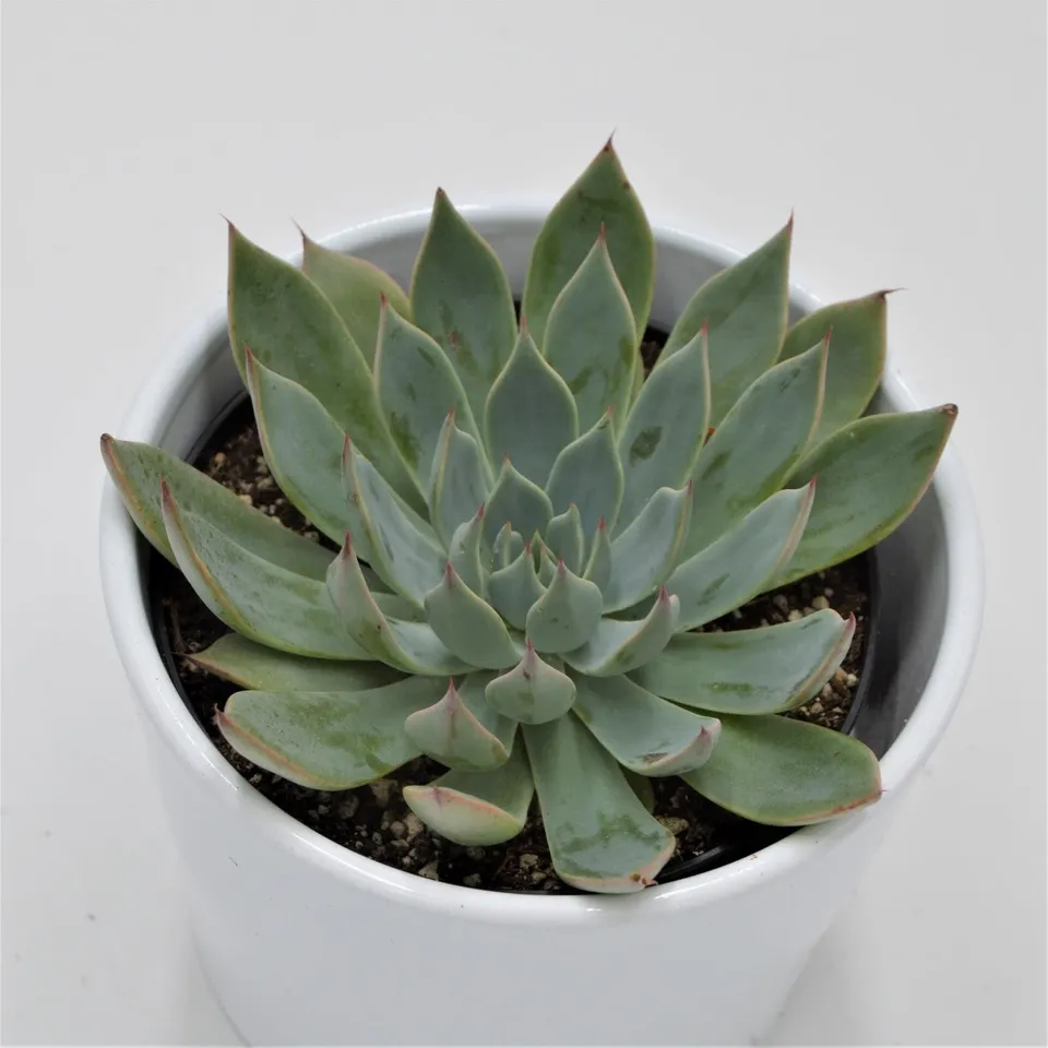 pasiora-echeveria-subalpina-sukkulente-10-5-cm image 1