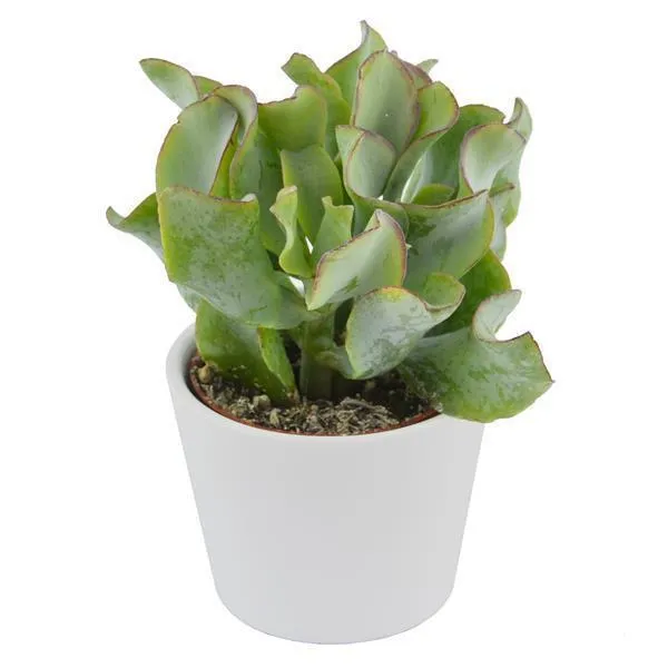 pasiora-crassula-arborescens-curly-6cm-sukkulente image 1