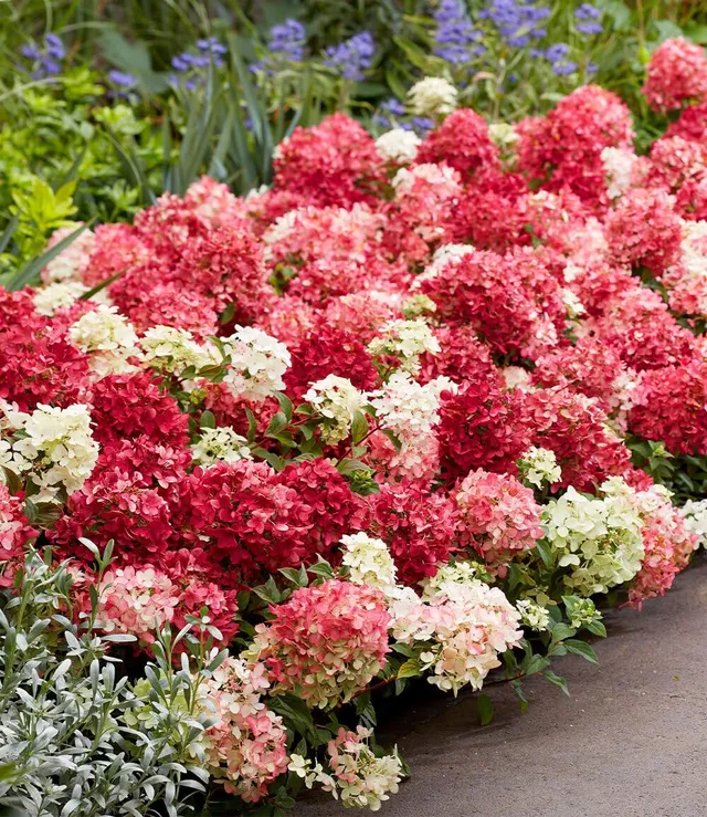 baldur-garten-niedrige-hortensie-groundbreaker-ruby-pflanze-im-14-cm-topf image 1