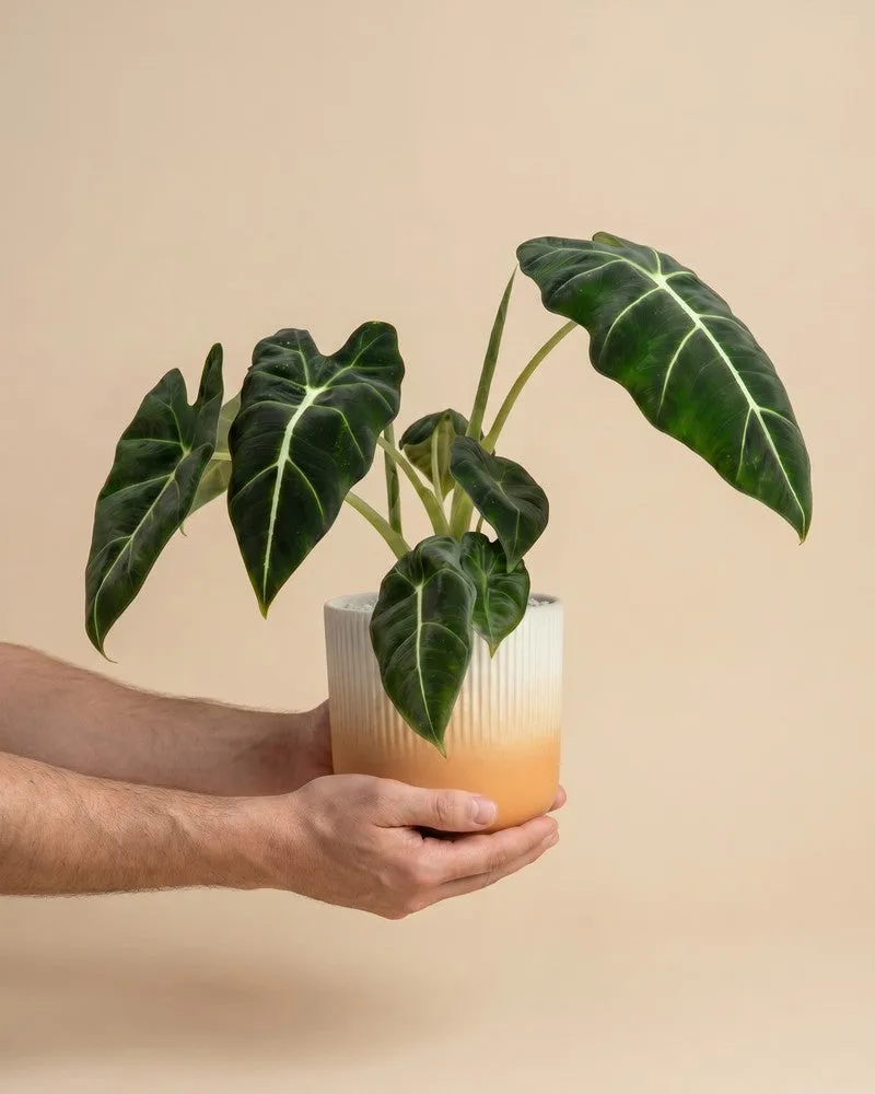feey-alocasia-frydek-zimmerpflanze image 1