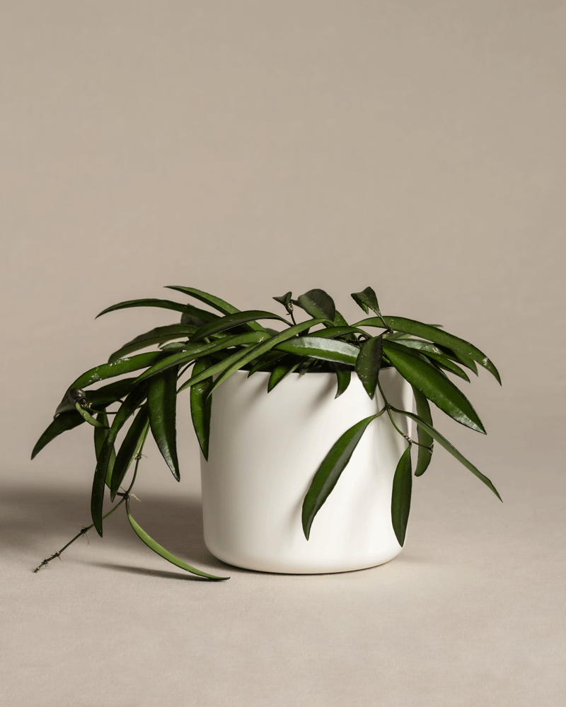 feey-hoya-wayetii-porzellanblume-zimmerpflanze-13-cm-topf image 7