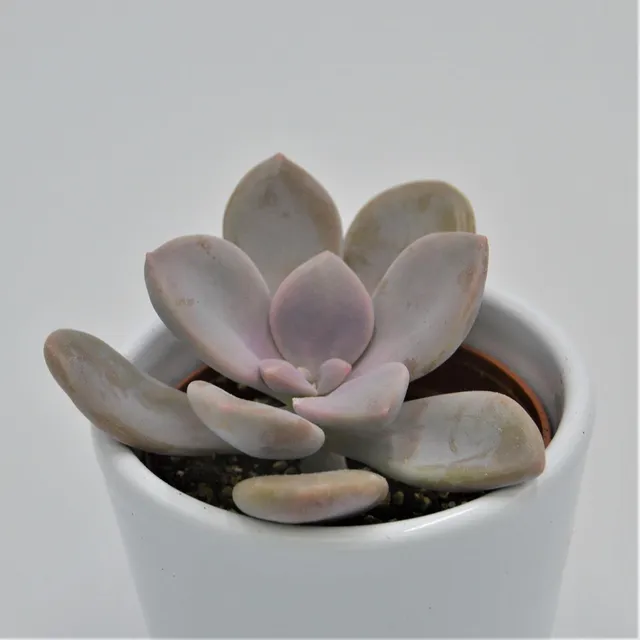 pasiora-graptopetalum-murasaki-sukkulente-6cm image 1