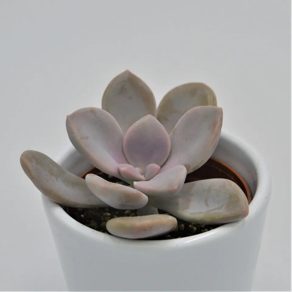 pasiora-graptopetalum-murasaki-sukkulente-6cm image 1