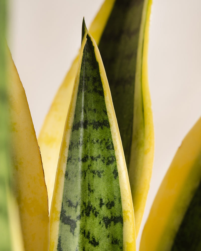 feey-gro-e-schwiegermutterzunge-laurentii-xl-60-70-cm-sansevieria image 2