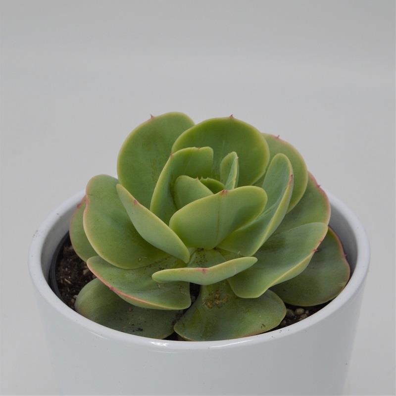 pasiora-echeveria-green-spoon-sukkulente-12-cm-topf image 2