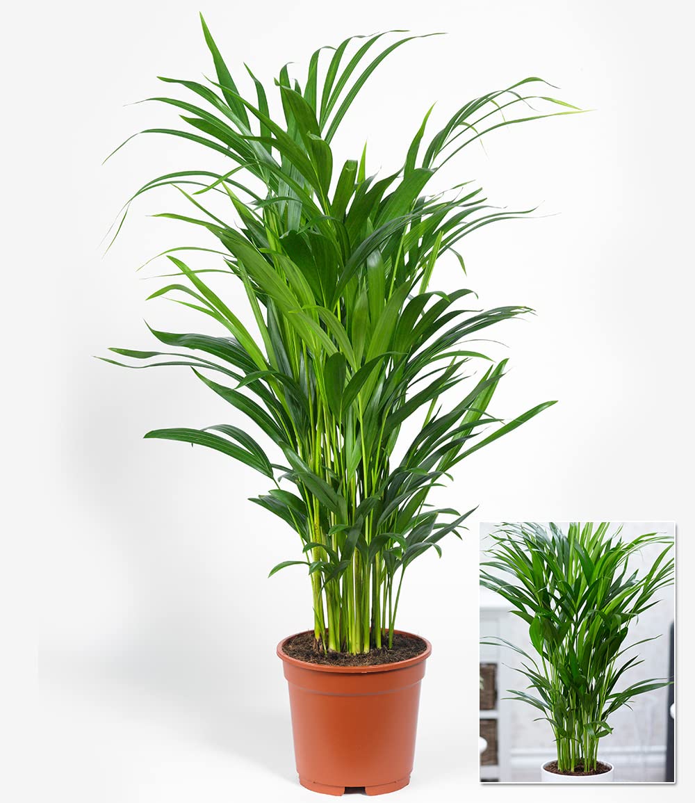 baldur-garten-areca-palme-goldfruchtpalme-60-70-cm-im-17-cm-topf image 3