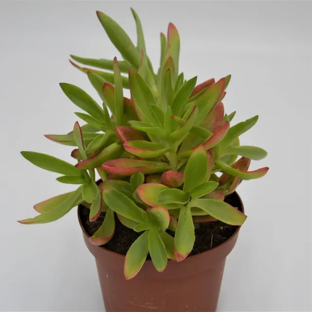 pasiora-crassula-capitella-campfire-sukkulente-13cm image 1