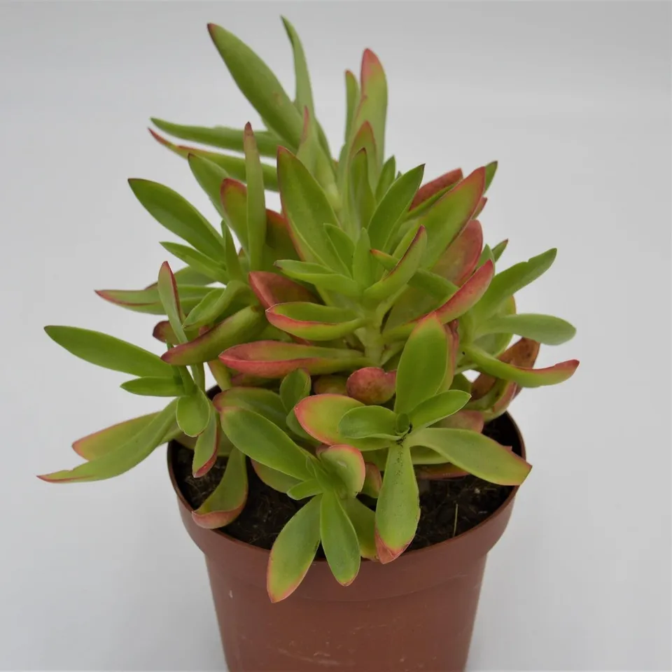 pasiora-crassula-capitella-campfire-sukkulente-13cm image 1