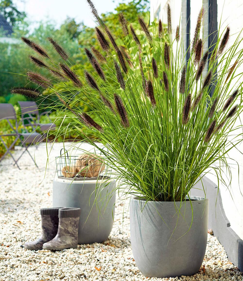 baldur-garten-gr-ser-teppich-carex-remota-3-pflanzen-im-9x9-cm-topf image 7