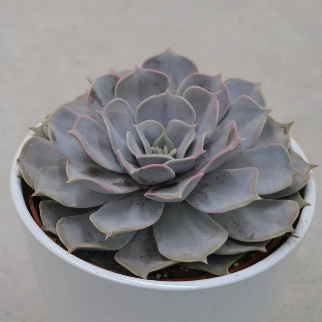 pasiora-echeveria-lilacina-sukkulente-12-cm image 1