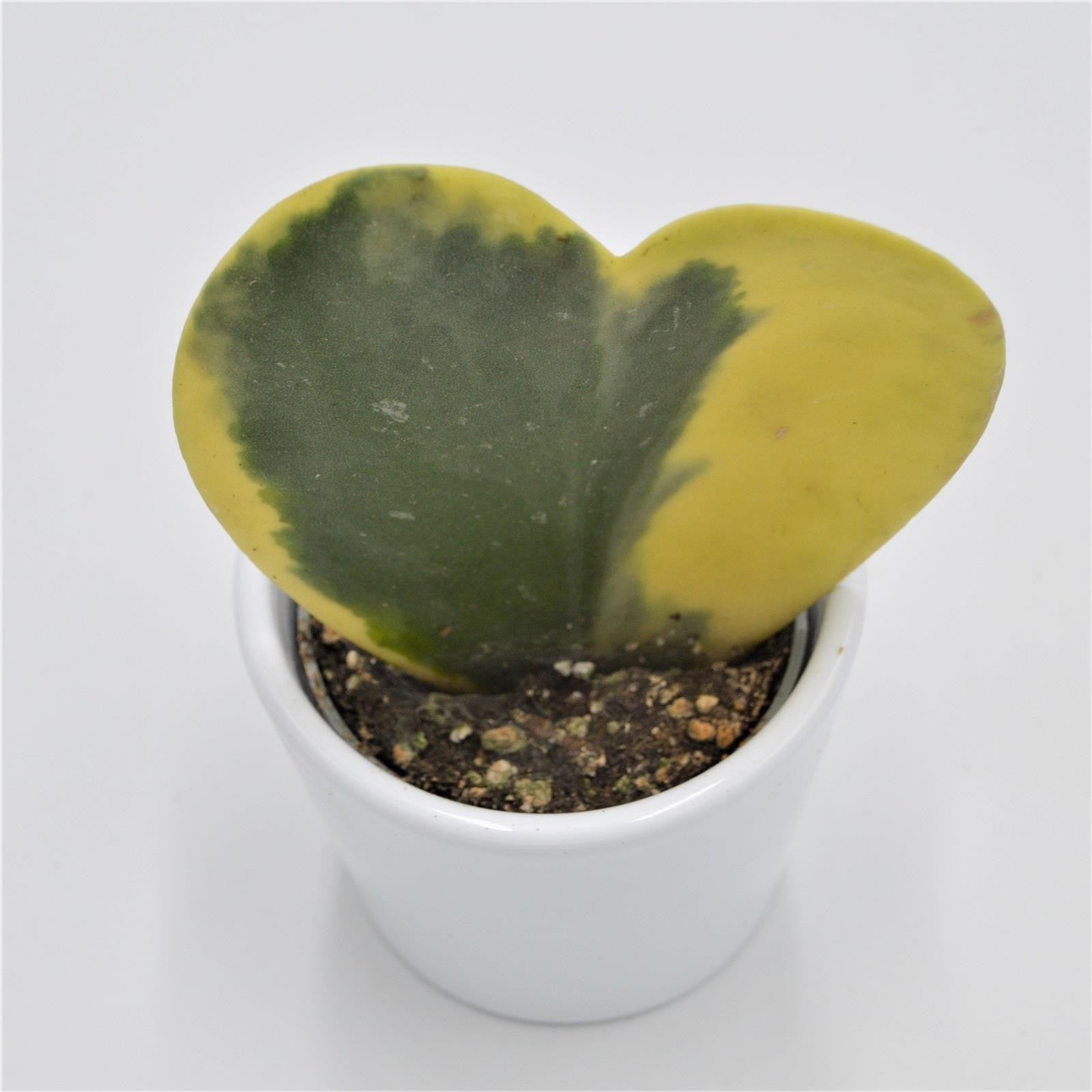 pasiora-hoya-kerrii-f-variegata-herzpflanze-6cm image 2