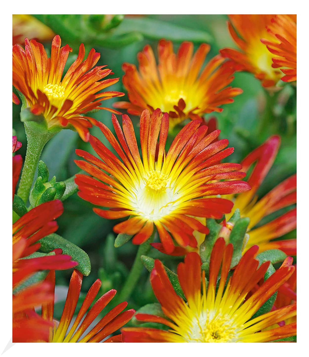baldur-garten-eisblume-sundella-red-2x-delosperma image 4