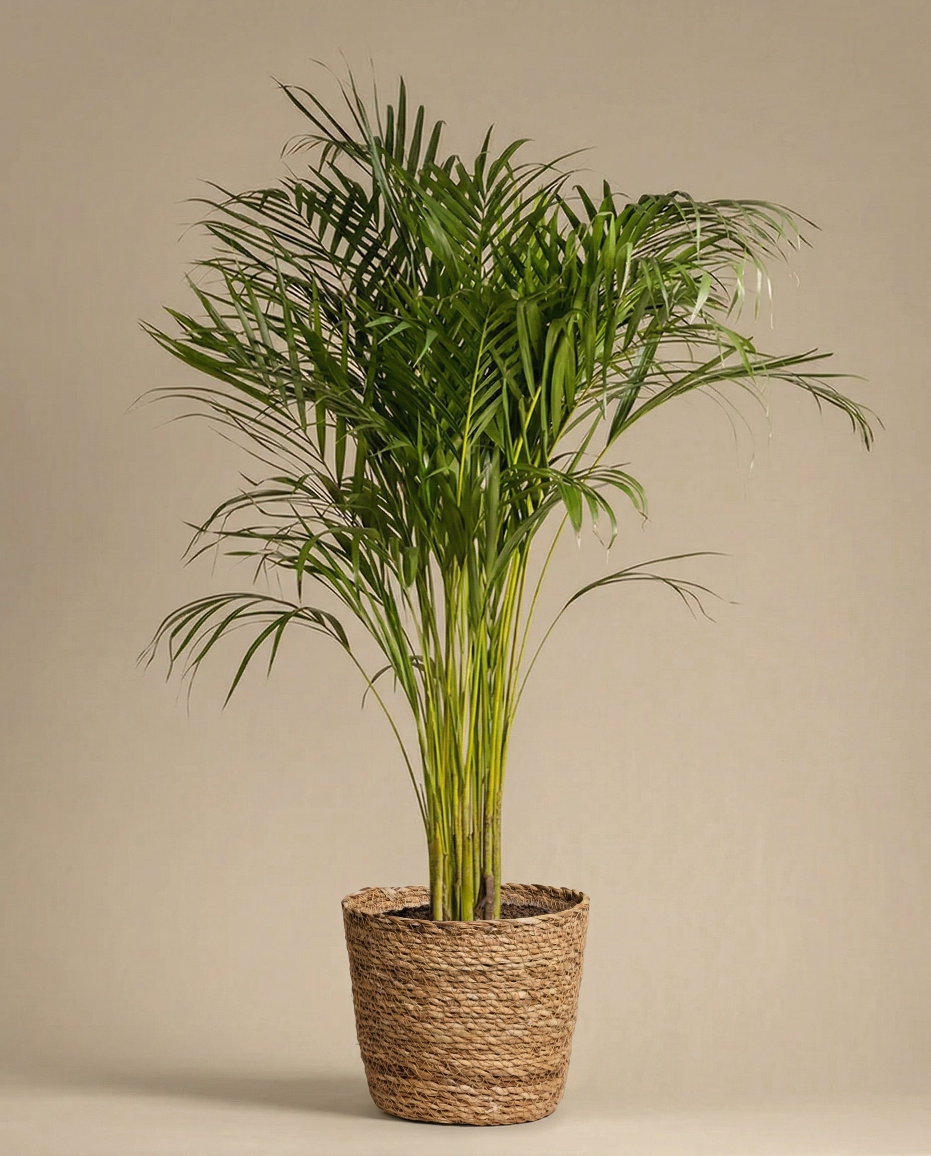 feey-pflanzkorb-kesat-aus-seegras-30-cm image 5