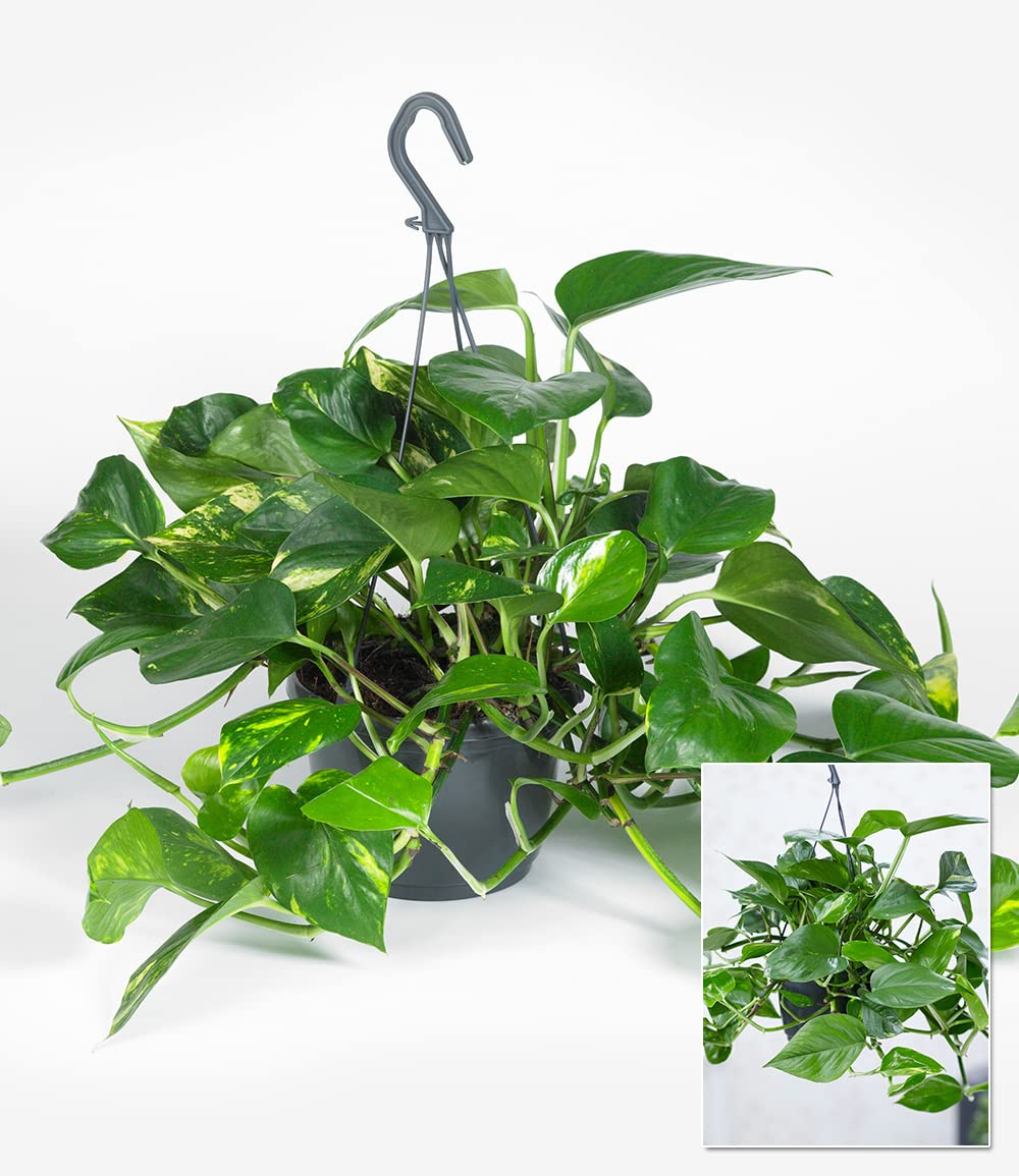 baldur-garten-h-ngepflanze-efeutute-epipremnum-im-15-cm-h-ngetopf image 3