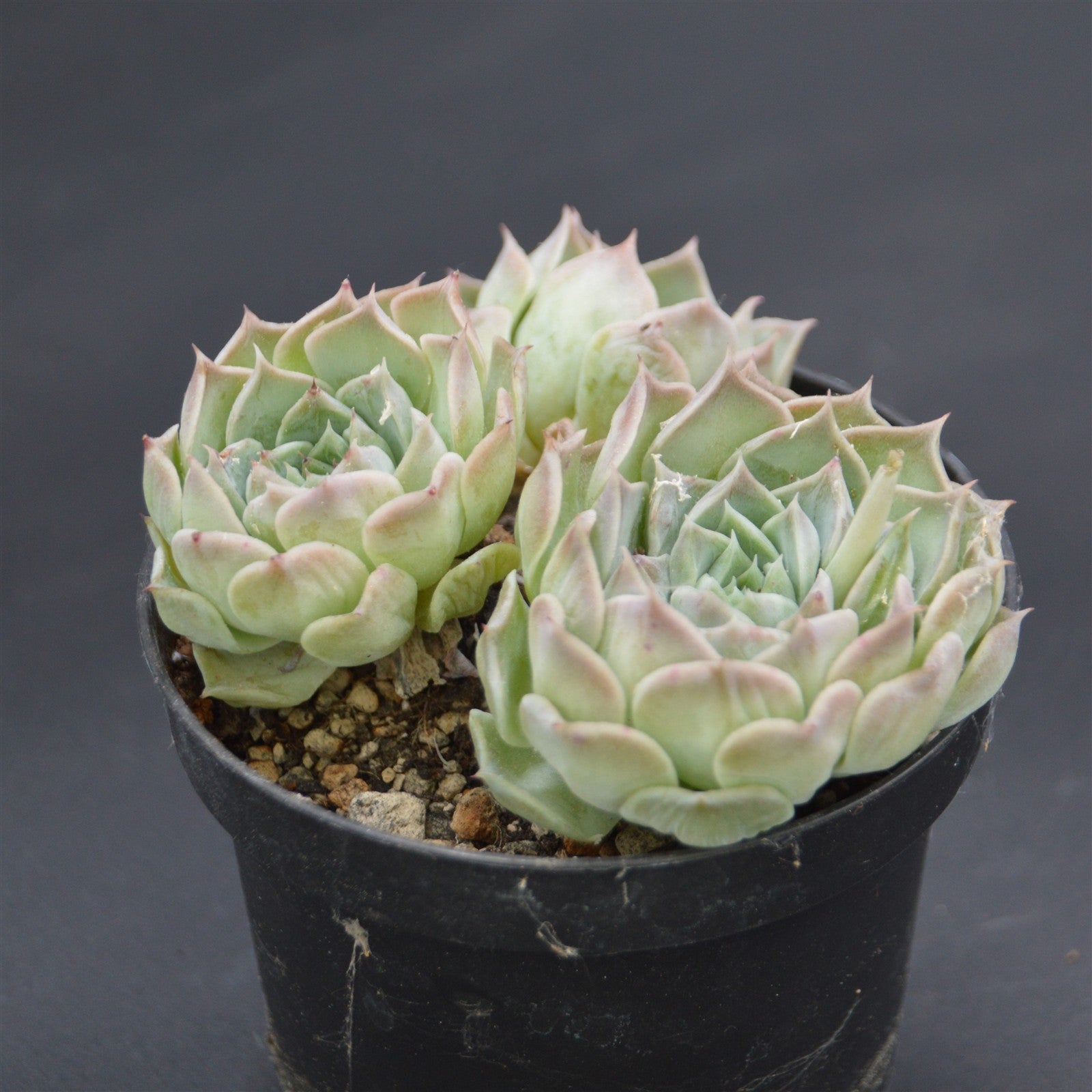 pasiora-echeveria-hyalina-hybrid-rarit-t-einzelst-ck-indoor image 1