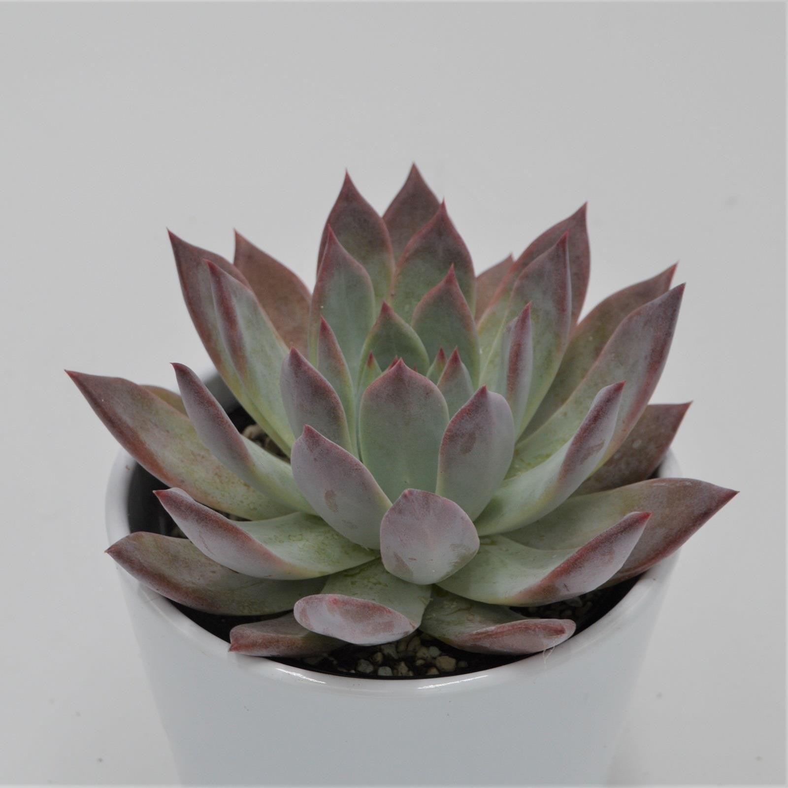 pasiora-echeveria-colorata-f-brandtii-sukkulente-10-5cm-topf image 2