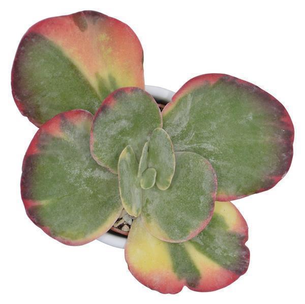 pasiora-kalanchoe-thyrsiflora-rainbow-6cm-sukkulente image 5