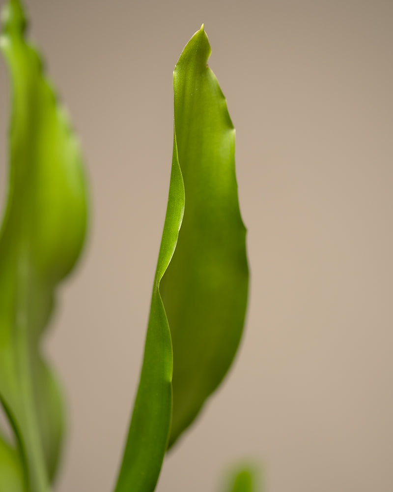 feey-drachenbaum-dracaena-fragrans-zimmerpflanze-klein image 6